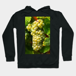 Ripening grapes on the vine Hoodie